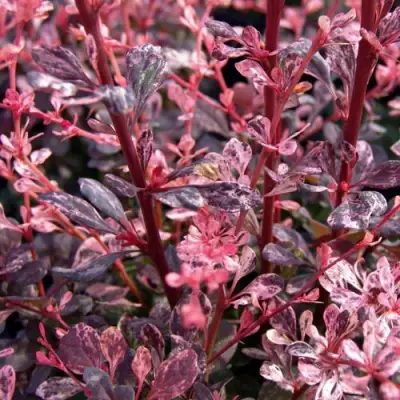 Барбарис АРЛЕКИН тунберга в Слониме