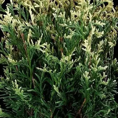 Туя ГОЛД ПЕРЛ западная в Слониме