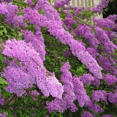 Сирень КИТАЙСКАЯ в Слониме