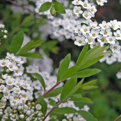 Спирея АРГУТА в Слониме