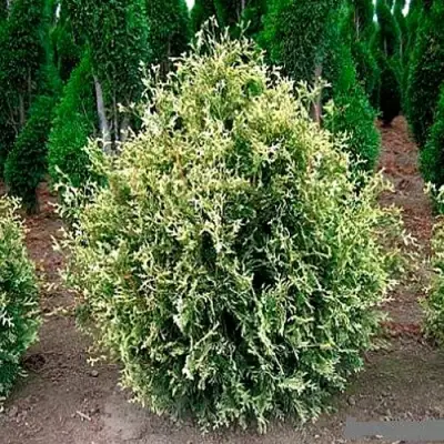 Туя ГОЛД ПЕРЛ западная в Слониме