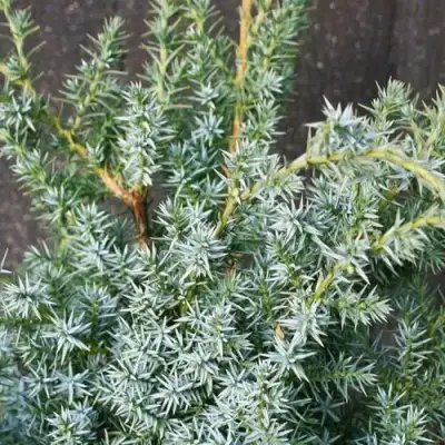 Можжевельник БЛЮ АЛЬПС китайский  в Слониме