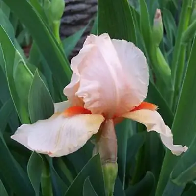 Ирис ПАТИ ДРЕСС бородатый в Слониме