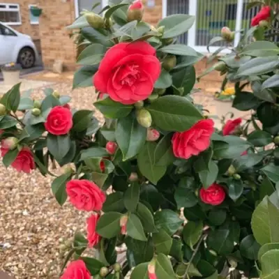 Камелия ЛЕДИ КЭМПБЕЛЛ в Слониме