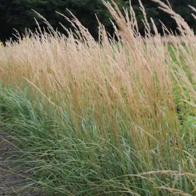 Вейник КАРЛ ФОРСТЕР остроцветковый в Слониме