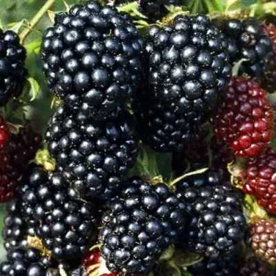 Ежевика ЭВЕРГРИН бесшипная  в Слониме