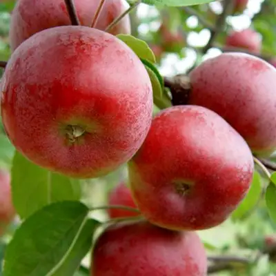 Яблоня ПОСПЕХ в Слониме