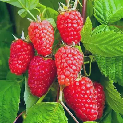 Малина МАРАСТАР в Слониме