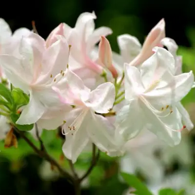 Азалия УАЙТ ЛАЙТС листопадная в Слониме