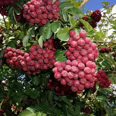 Рябина ТИТАН сладкоплодная  в Слониме