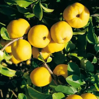 Айва ЦЕЗАРЬ в Слониме