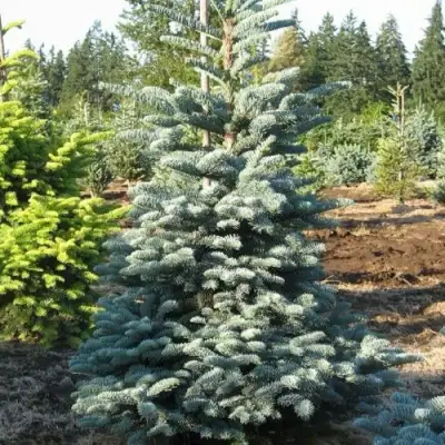 Пихта благородная в Слониме