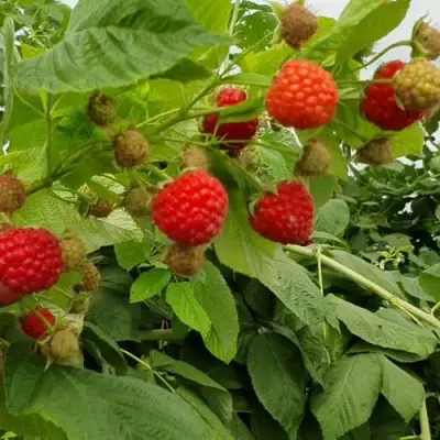 Малина КВЕЛЛИ в Слониме