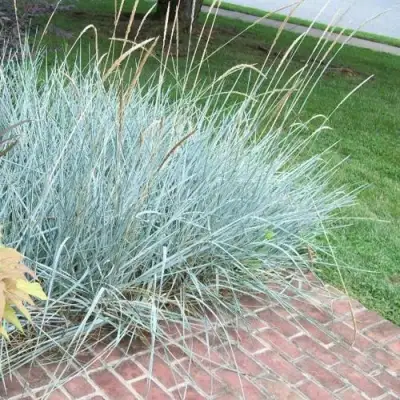 Элимус БЛЮ ДЮН песчаный в Слониме