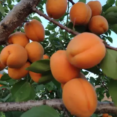 Абрикос ГОЛД РИЧ в Слониме