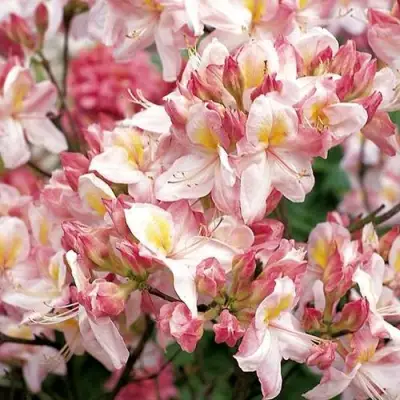 Азалия САТОМИ японская в Слониме