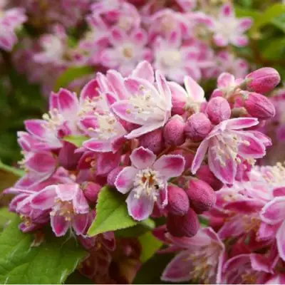 Дейция СТРОБЕРРИ ФИЛДС  в Слониме