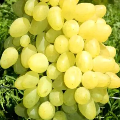 Виноград ЗАРНИЦА в Слониме