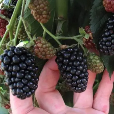 Ежевика НЕБЕСА МОГУТ ПОДОЖДАТЬ бесшипная  в Слониме