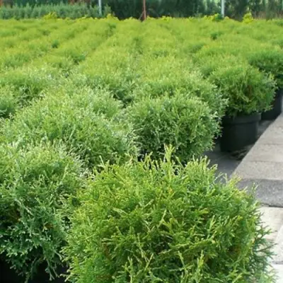 Туя ТИНИ ТИМ западная в Слониме