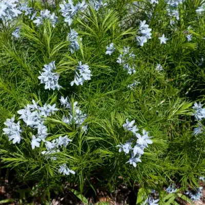 Амсония РЕСНИТЧАТАЯ в Слониме