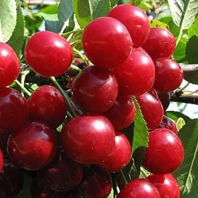 Вишня ГЛУБОКСКАЯ в Слониме