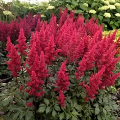 Астильба ФАНАЛ в Слониме