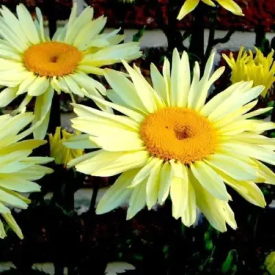 Нивяник БРОДВЕЙ ЛАЙТС великолепный в Слониме