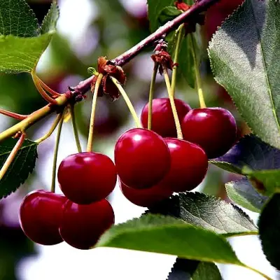 Вишня РИВАЛ в Слониме