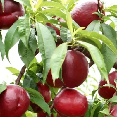 Нектарин ФАНТАЗИЯ в Слониме