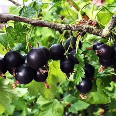 Йошта КРЫМСКАЯ в Слониме