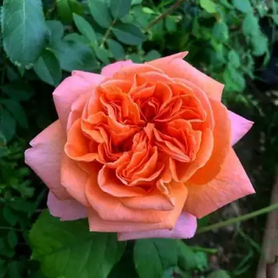 Роза РЕНЕ ГОССИНИ чайно-гибридная в Слониме