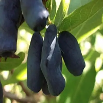 Жимолость съедобная РОКСАНА в Слониме