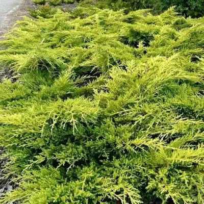 Можжевельник ОЛД ГОЛД средний в Слониме