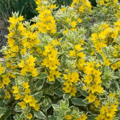 Вербейник АЛЕКСАНДР точечный в Слониме