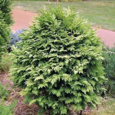 Туя ВАРЕАНА ЛЮТЕСЦЕНС западная в Слониме