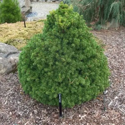 Ель ТОМПА обыкновенная в Слониме