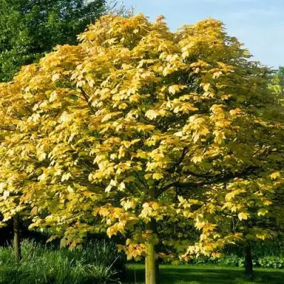 Клен ложноплатановый в Слониме