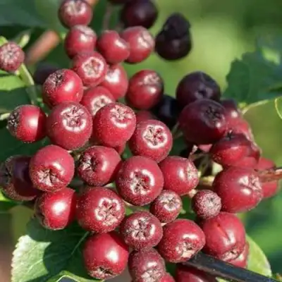 Рябина БУРКА сладкоплодная в Слониме