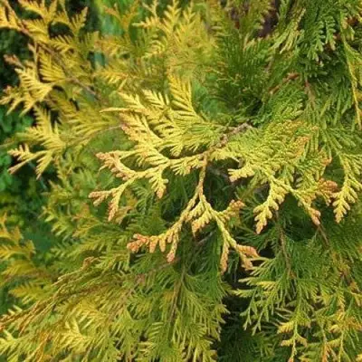 Туя ГОЛДЕН БРАБАНТ западная в Слониме