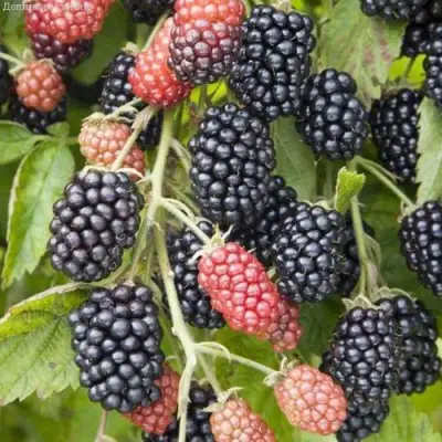 Ежевика НЕБЕСА МОГУТ ПОДОЖДАТЬ бесшипная  в Слониме