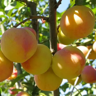 Слива ВЕТРАЗЬ-2 в Слониме