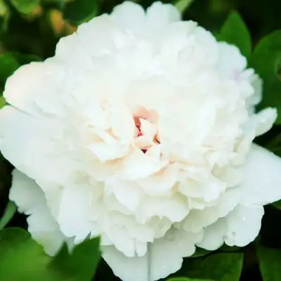 Пион СНЕЖНАЯ КРЕПОСТЬ древовидный в Слониме