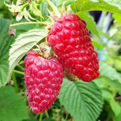 Малина ПШЕХИБА в Слониме