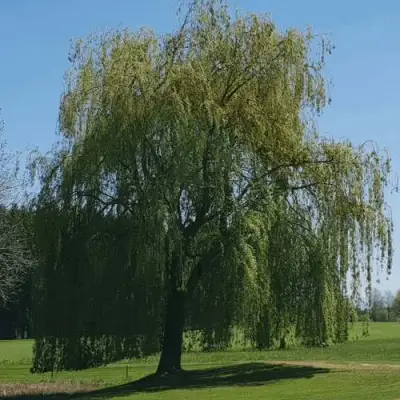 Ива белая в Слониме