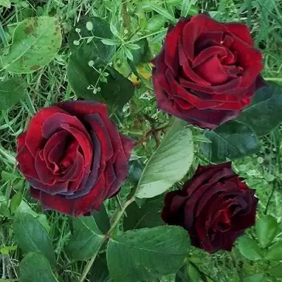 Роза ПАПА МЕЙЯН чайно-гибридная в Слониме