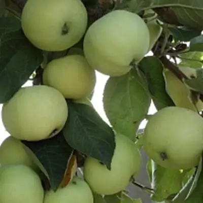 Яблоня ПАПИРОВКА в Слониме