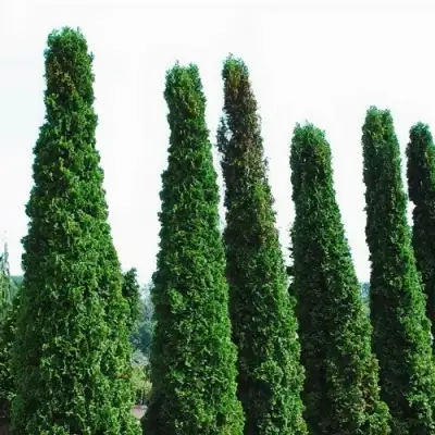 Туя ДЕГРУТ СПАЙР западная в Слониме