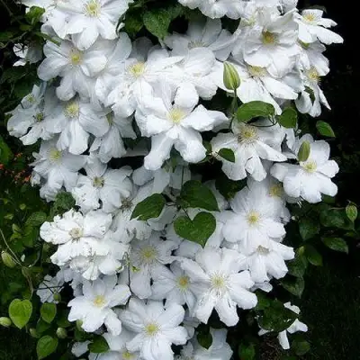 Клематис ТОКИ в Слониме