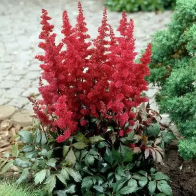 Астильба ГРАНАТ Арендса в Слониме